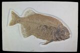 Fossil Fish (Phareodus) - Top Quality Specimen #92866-1